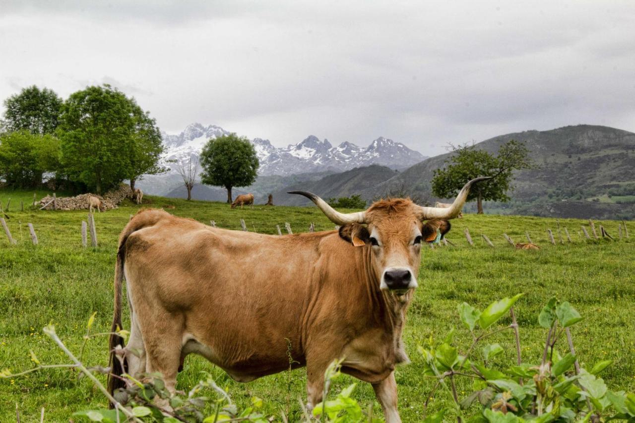 Casa Rural Los Campos Corao Eksteriør bilde